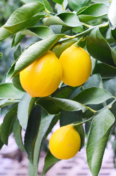 Žluté a zelené citrony — Stock fotografie