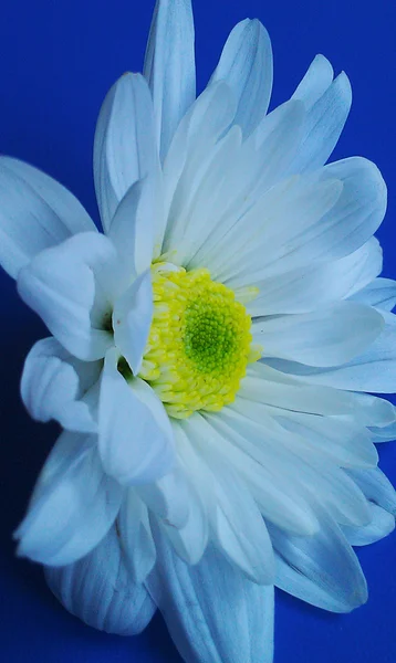 White Daisy — Stock Photo, Image