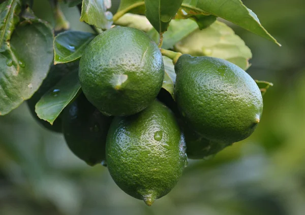 Sarı ve yeşil limon