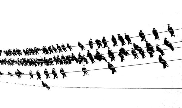 telefonlar teller üzerinde kuşların güvercin