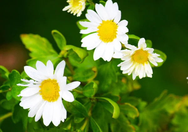 White Daisy — Stock Photo, Image