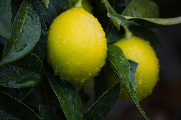 Sarı ve yeşil limon