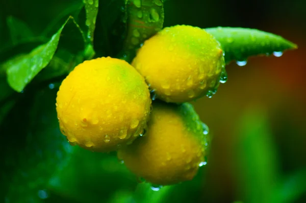 Gelbe und grüne Zitronen — Stockfoto