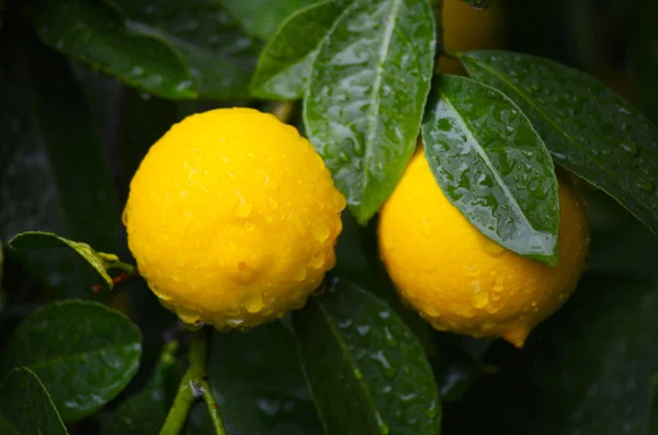 Sarı ve yeşil limon