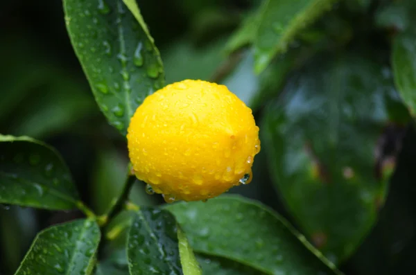 Žluté a zelené citrony — Stock fotografie