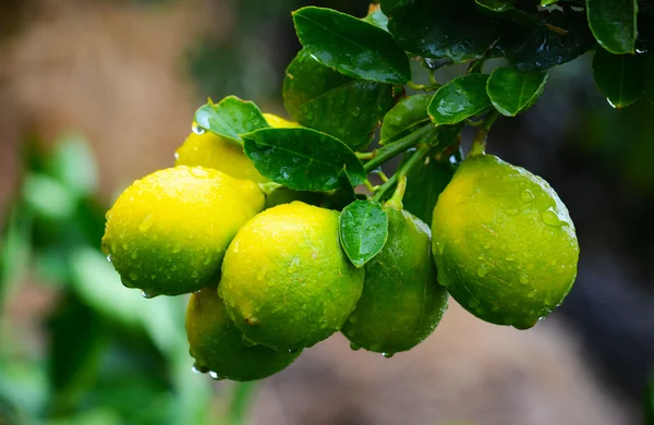 Gelbe und grüne Zitronen — Stockfoto