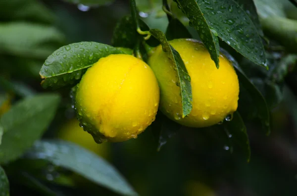 Sarı ve yeşil limon