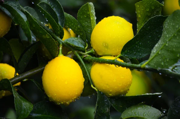 Sarı ve yeşil limon — Stok fotoğraf