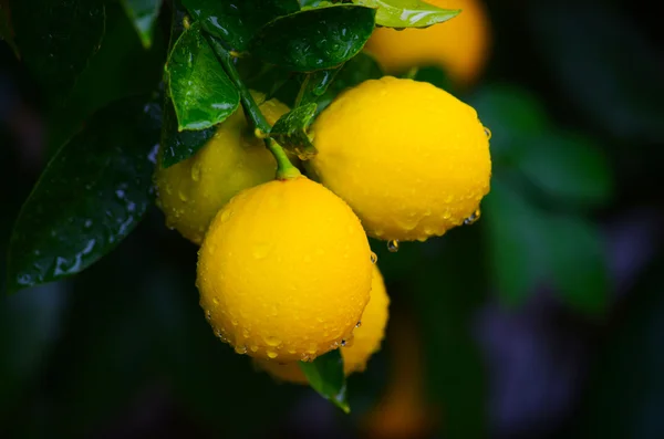 Limones amarillos y verdes — Foto de Stock