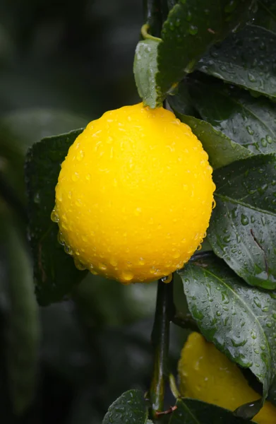 Sarı ve yeşil limon