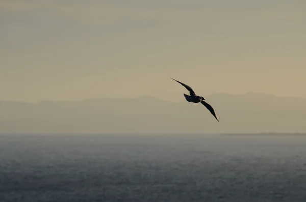 Чайка в море — стоковое фото