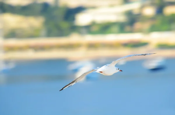 Seagull on sea — Stock Photo, Image