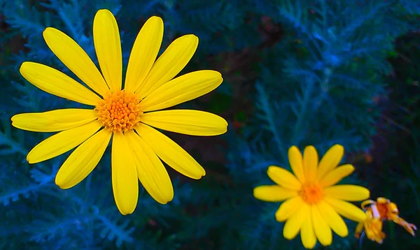 Flowers — Stock Photo, Image