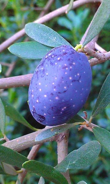Olivové ovoce — Stock fotografie