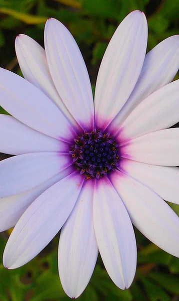 Flores — Foto de Stock