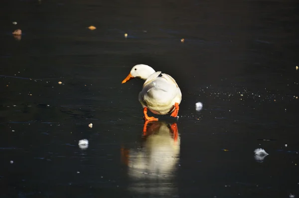 Patos en el lago helado — Foto de Stock