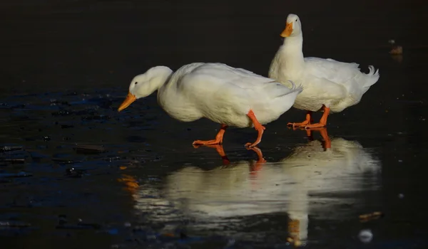 Anatre sul lago ghiacciato — Foto Stock