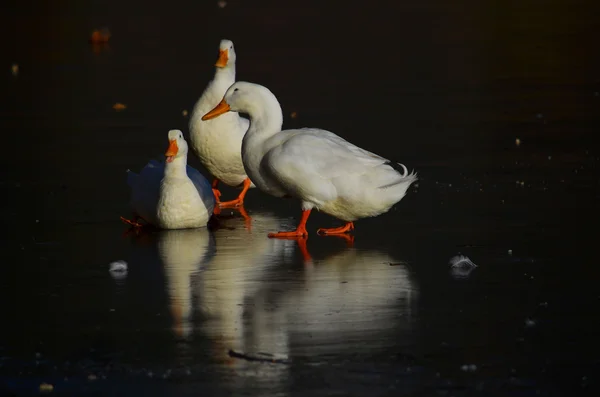 Kachny na zamrzlé jezero — Stock fotografie