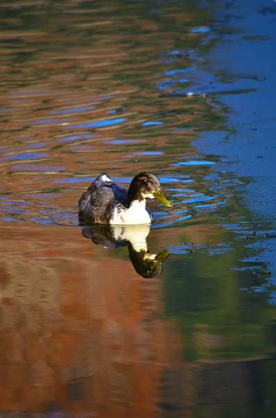 Zwemmen eenden in lake — Stockfoto