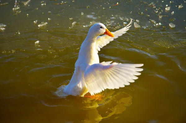 Eend fladderende haar vleugels op meer — Stockfoto