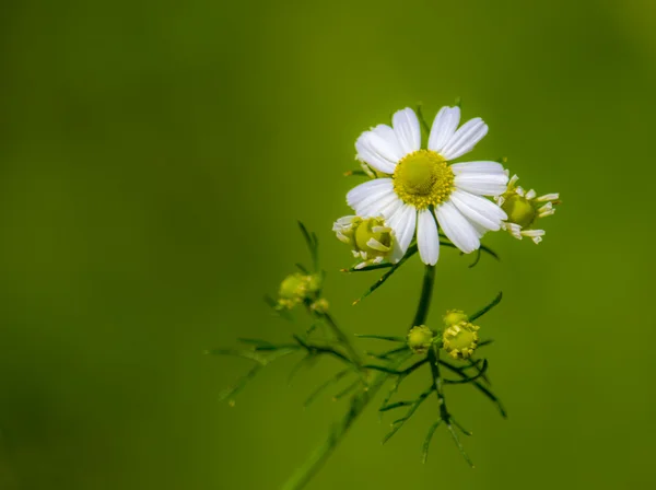 Rural daisy — Stock Photo, Image