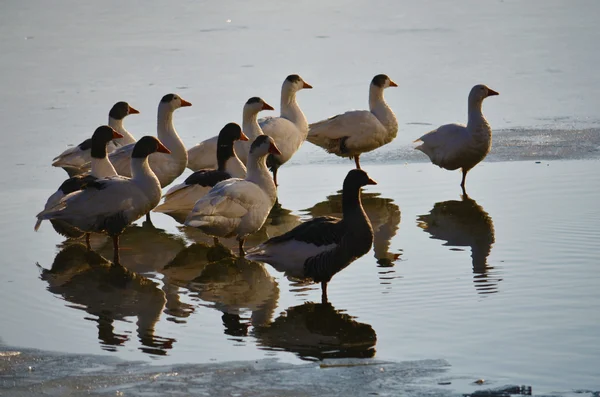 Kachny chodit na ledě ohraničený jezero — Stock fotografie