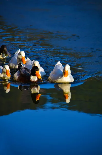 Утки плавают в озере — стоковое фото