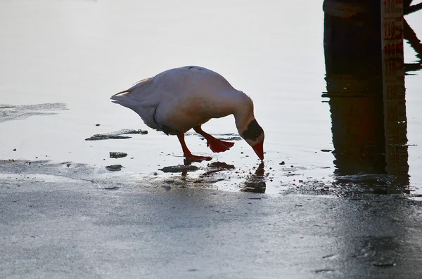 Ducks walk on ice bounded lake — Stock Photo, Image