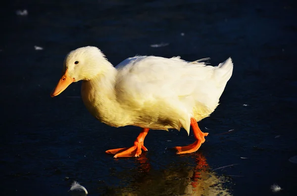 Ducks walk on ice bounded lake — Stock Photo, Image