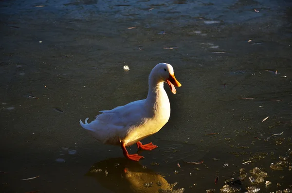 Ducks walk on ice bounded lake — Stock Photo, Image