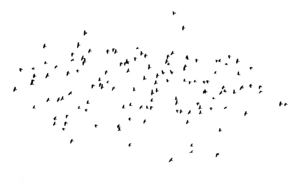 Martılar gökyüzünde uçmak