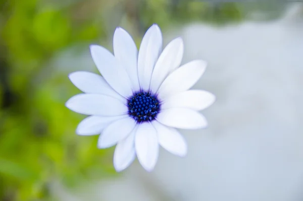 Daisy that yellow and white color — Stock Photo, Image