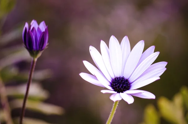 Daisy that yellow and white color — Stock Photo, Image