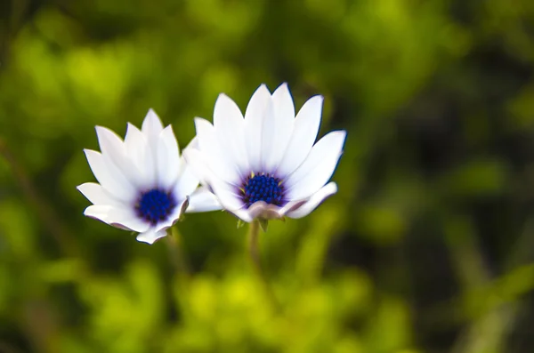 Daisy that yellow and white color — Stock Photo, Image