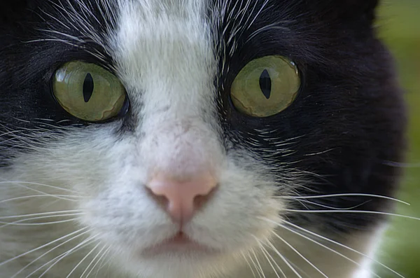 Green eyes Cat name Tarçın — Stok fotoğraf