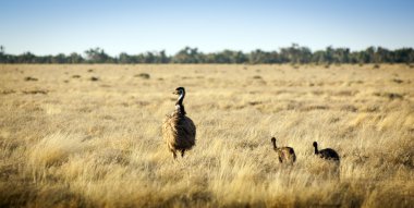 EMU hatunlar