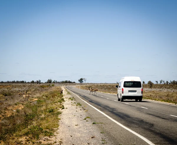 Strada di attraversamento di Emu — Foto Stock
