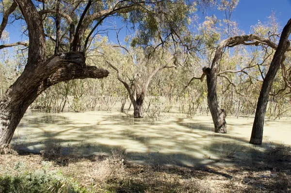 Darling River, Australia — Zdjęcie stockowe