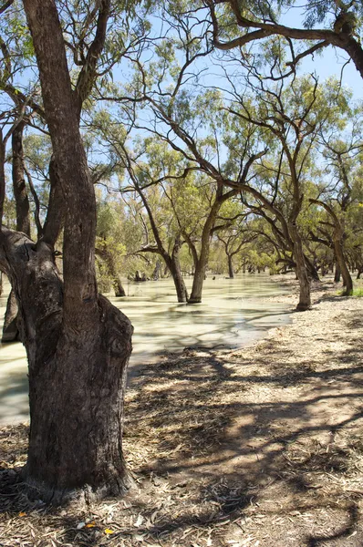 Darling river, Australië — Stockfoto