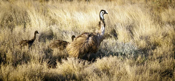 Emu Chicks — Stock Photo, Image