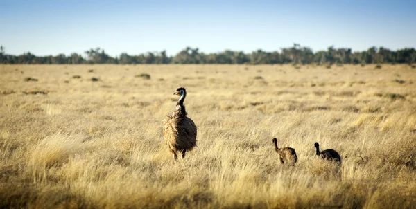 Emu Filhotes — Fotografia de Stock