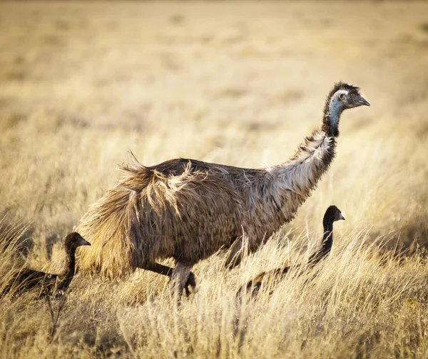 EMU kuřat — Stock fotografie