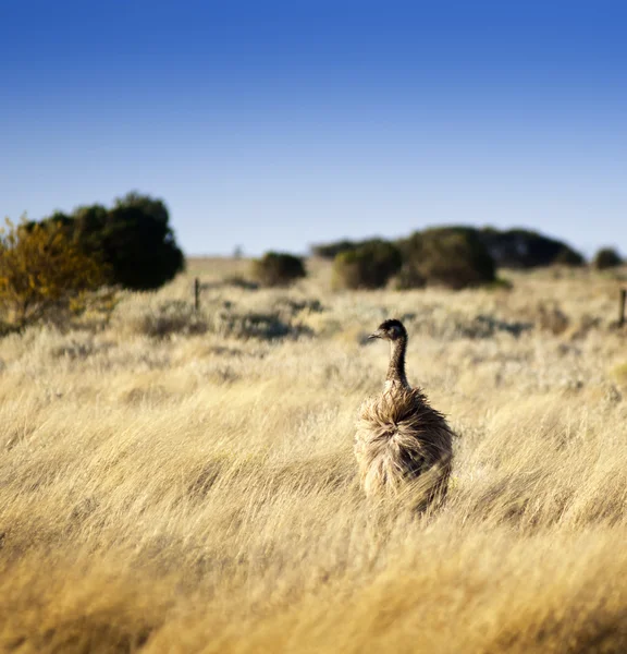 Emu selvagem — Fotografia de Stock