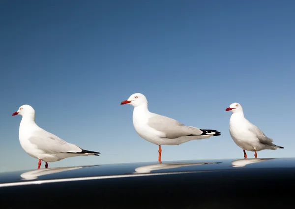 Möwe — Stockfoto