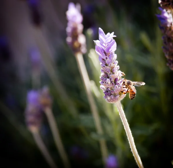 Abelha em lavanda — Fotografia de Stock