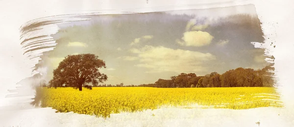 Canola veld schilderij — Stockfoto