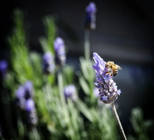 Abelha em lavanda — Fotografia de Stock