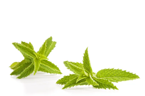 Mint Leaves Isolated — Stock Photo, Image
