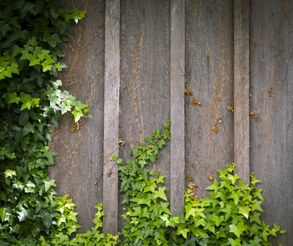 Moldura de parede de hera — Fotografia de Stock