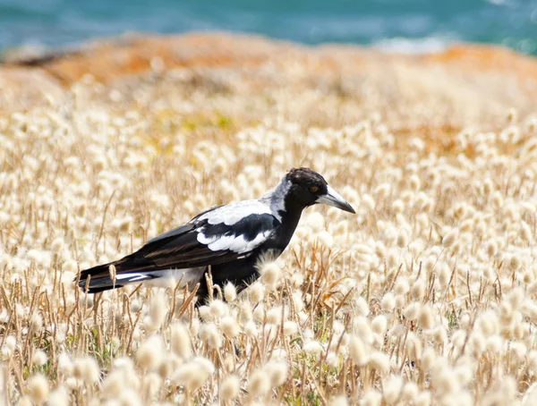 Magpie — Stock Photo, Image